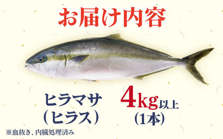 ヒラス（ヒラマサ）1本 4.0kg以上 養殖 刺身 しゃぶしゃぶ[RBK005] ヒラマサ ヒラス ヒラマサ ヒラス ヒラマサ ヒラス ヒラマサ ヒラス ヒラマサ ヒラス九州 長崎
