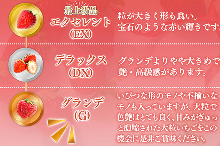 福岡県産 あまおう 1000g （250g×4パック） いちご 12月中発送 いちご 苺 フルーツ 果物 くだもの 大粒Gサイズ グランデ 農家直送 大粒 不揃い 福岡県 福岡 九州 グルメ お取り寄