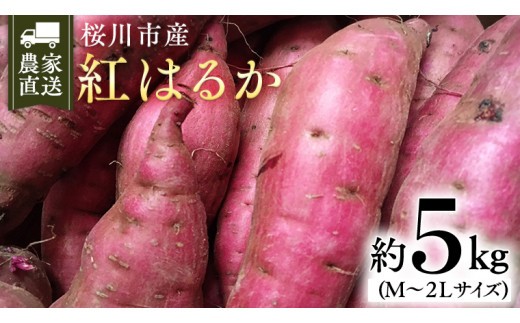 
                  【2026年10月下旬発送開始】桜川産 さつまいも 紅はるか 5kg 茨城県 サツマイモ べにはるか 芋 甘い [SC029sa]
                