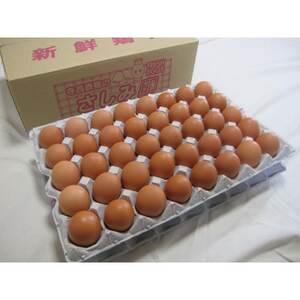 大阪府富田林産　さしみ卵　産直卵145個～180個(季節により個数・サイズが変動します)【1590902】