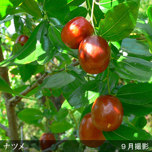 ＜すだ農園＞大苗 ◆ ナツメ(棗)[地中ポット苗]《果樹 果樹苗 落葉樹 苗木 育てやすい シンボルツリー》 ※2024年11月中旬～2025年4月末頃に順次発送予定 ※北海道・沖縄・離島への発送不可