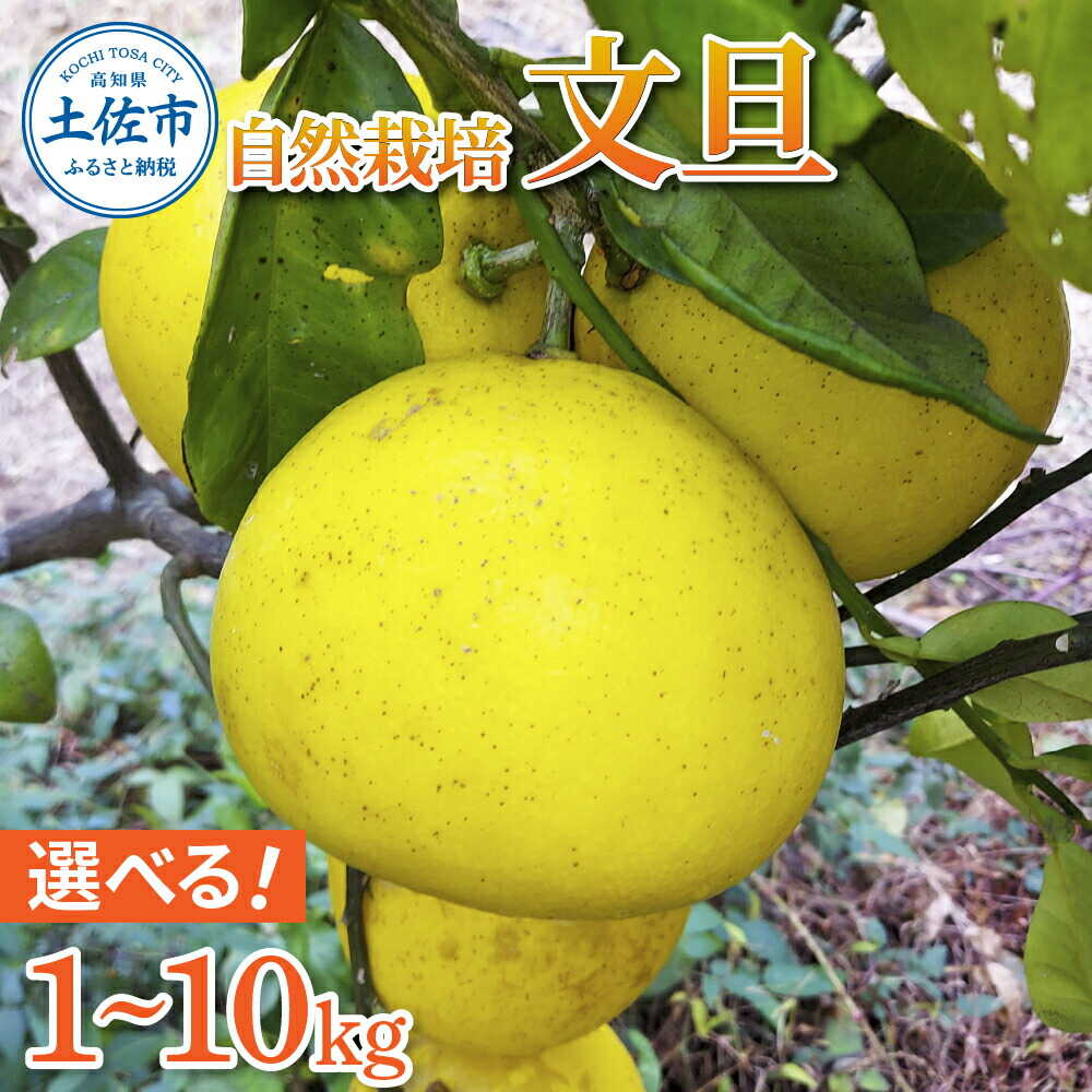 【ふるさと納税】【先行予約】【選べる内容量】自然栽培文旦 L〜3Lサイズ 1~10kg〈2027年1月9日〜4月30日発送〉土佐文旦 高知 柑橘 フルーツ ぶんたん 果物 甘い 旬 産直 お取り寄せ 季節限定 高知県土佐市/有限会社 四万十くじら[BQBR007]