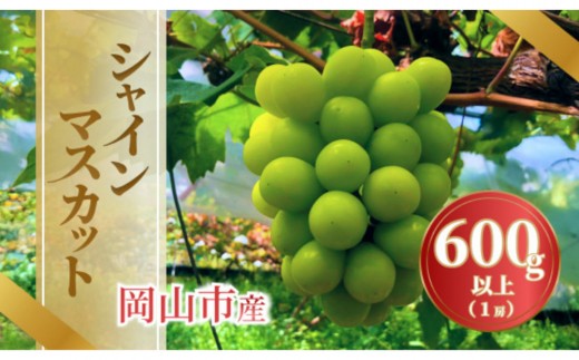 《2026年発送》岡山市産シャインマスカット 600g以上 １房