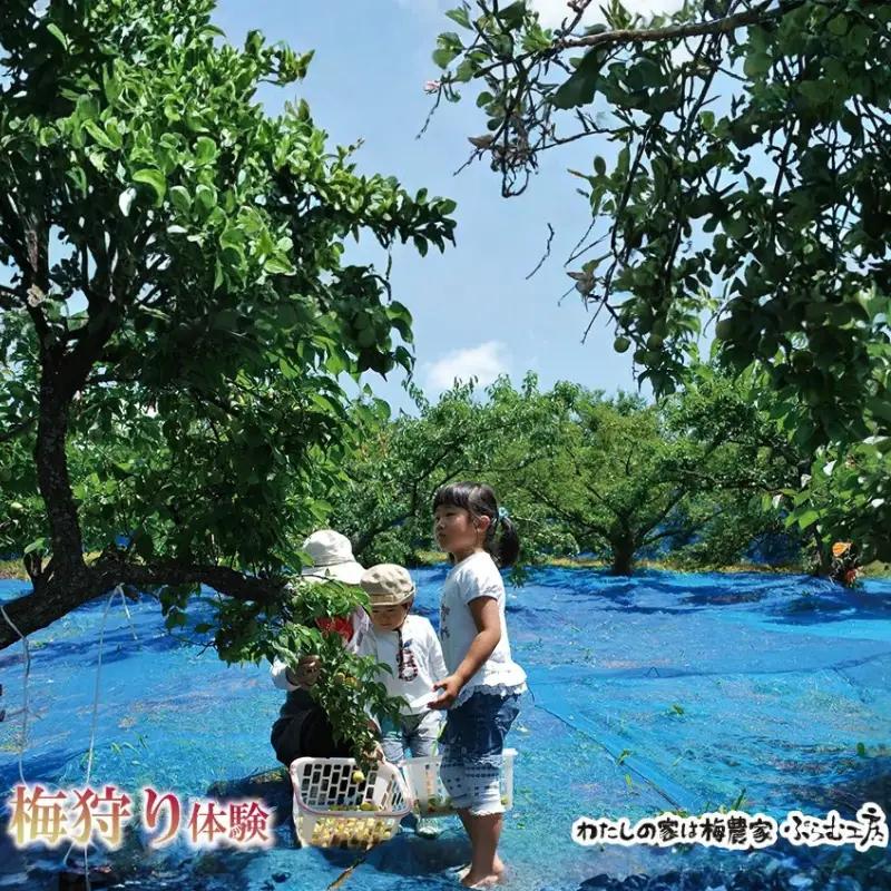 カフェドマンマ食事券2000円分＆梅狩り体験チケット ※≪6月1日～15日≫のみ体験受付可 iwasho007A【iwasho007A】