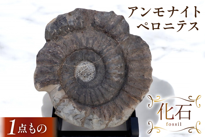 
            化石 アンモナイト ペロニテス 1個 台座付き 【1点もの】[加藤樹石苑 北海道 歌志内市 01227ai084] 北海道産 インテリア 置物 コレクション
          