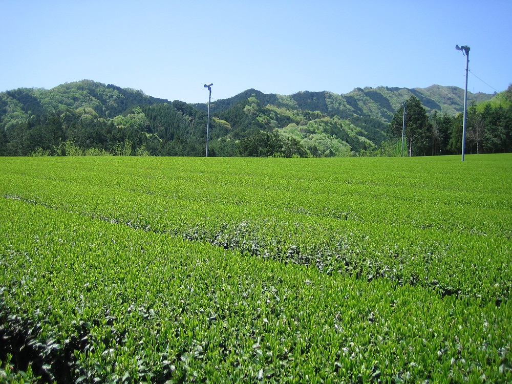 KH-04　日本三大産地のひとつ「伊勢茶」詰め合わせB_イメージ5