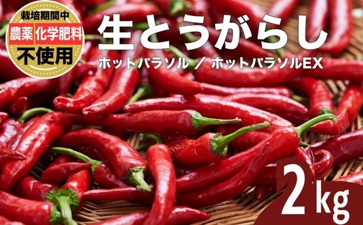 
                  【選べる種類】 生とうがらし 唐辛子 ホットパラソル ホットパラソルEx 2kg 栽培期間農薬不使用 化学肥料不使用 除草剤不使用 有機肥料使用 竹原産 グッドソイルグループ
                