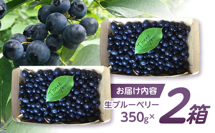 【2025年7月発送分／先行予約】朝摘みブルーベリー 350g×2箱 / ブルーベリー 生 ジュース 摘みたて フレッシュ フルーツ / 諫早市 / のんびり山 [AHBA001]