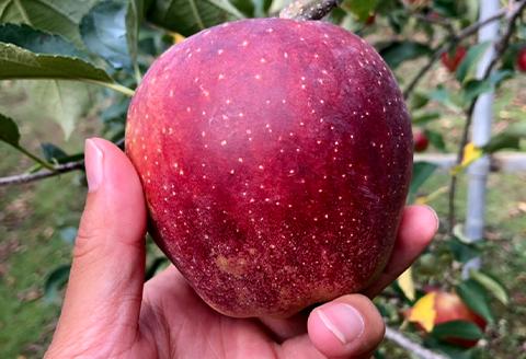 『予約受付』【令和6年8月中旬発送】厳選 九州旬のりんご 3キロ箱(8～12玉入) 九州 リンゴ 林檎 フルーツ 果物 つるが 秋映 紅将軍 シナノスイート シナノゴールド 3kg