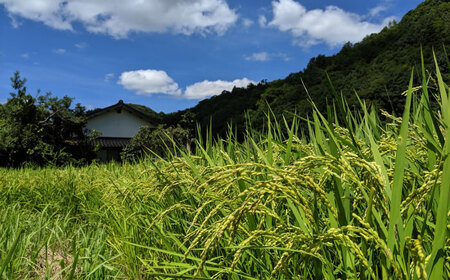 【雲南市産米使用】熟成生みそ（大）900g×5個 味噌 みそ 国産 生みそ 熟成みそ 味噌汁 みそ汁 セット 島根県雲南市/株式会社大東農産加工場[AIEG008]
