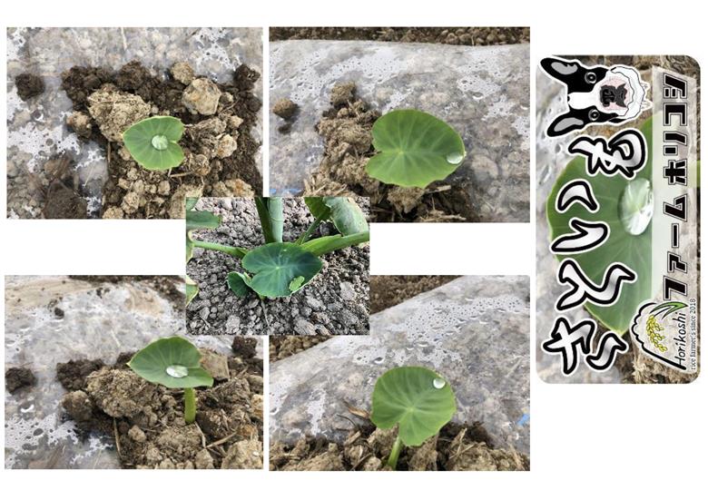 阿賀野市産 さといも 「ファームホリコシ皮付き里芋」 サイズ混合 5kg 3H02014