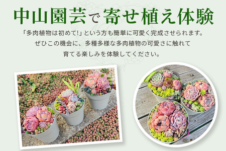 可愛い多肉植物寄せ植え体験鉢