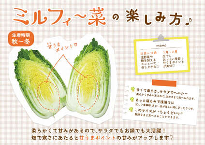 ミニ白菜 ミルフィ～菜 3個 野菜 やさい 白菜 はくさい 鍋  スープ 味噌汁 漬物 餃子 キムチ