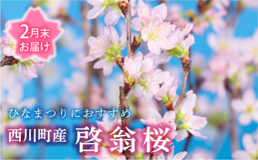 
                   【2027年2月末お届け】 山形県 西川町産 啓翁桜 1束(80cm×10本) 2027年2月下旬から順次発送 ひな祭り 雛祭り 卒業 卒業式 春 桜 さくら サクラ 花 フラワー 飾り 山形県 西川町 月山 FYN9-293
                