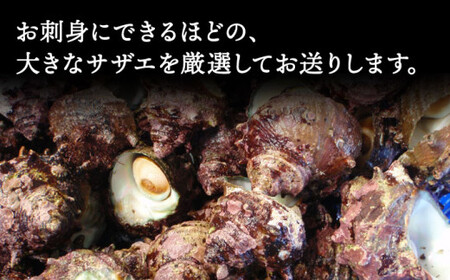 【お刺身に使えるほどの大粒！】海士が素潜りで獲った 大粒サザエ 2kg（8～12個） 《小値賀町》【小値賀町担い手公社】[DAA020] [DAA020]
