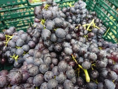 2024年産　姉妹都市ワインセット