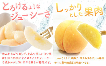 【2回定期便】桃 岡山の桃定期便 2回ｺｰｽ 岡山県産 岡山白桃 黄金桃 株式会社山博《7月上旬-9月末頃出荷》岡山県 笠岡市 フルーツ 果物 白桃 もも お取り寄せ【配送不可地域あり】