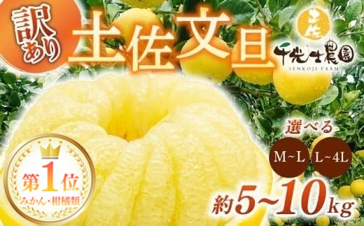 
            ランキング1位！！ 【早期予約 2026年2月上旬より順次発送】 土佐文旦 選べる容量 サイズ 5kg 10kg M ~ 4L 果物類 みかん・柑橘類 その他みかん・柑橘類 果物の詰め合わせ 柑橘 フルーツ 文旦 ぶんたん ブンタン 果物 みかん 蜜柑 お裾分け デザート 柑橘 産地直送 訳あり 家庭用 大玉 小玉 文旦高知 5キロ 10キロ 贈答用 3l 4l 5000円 5千円 高知県 安芸市
          