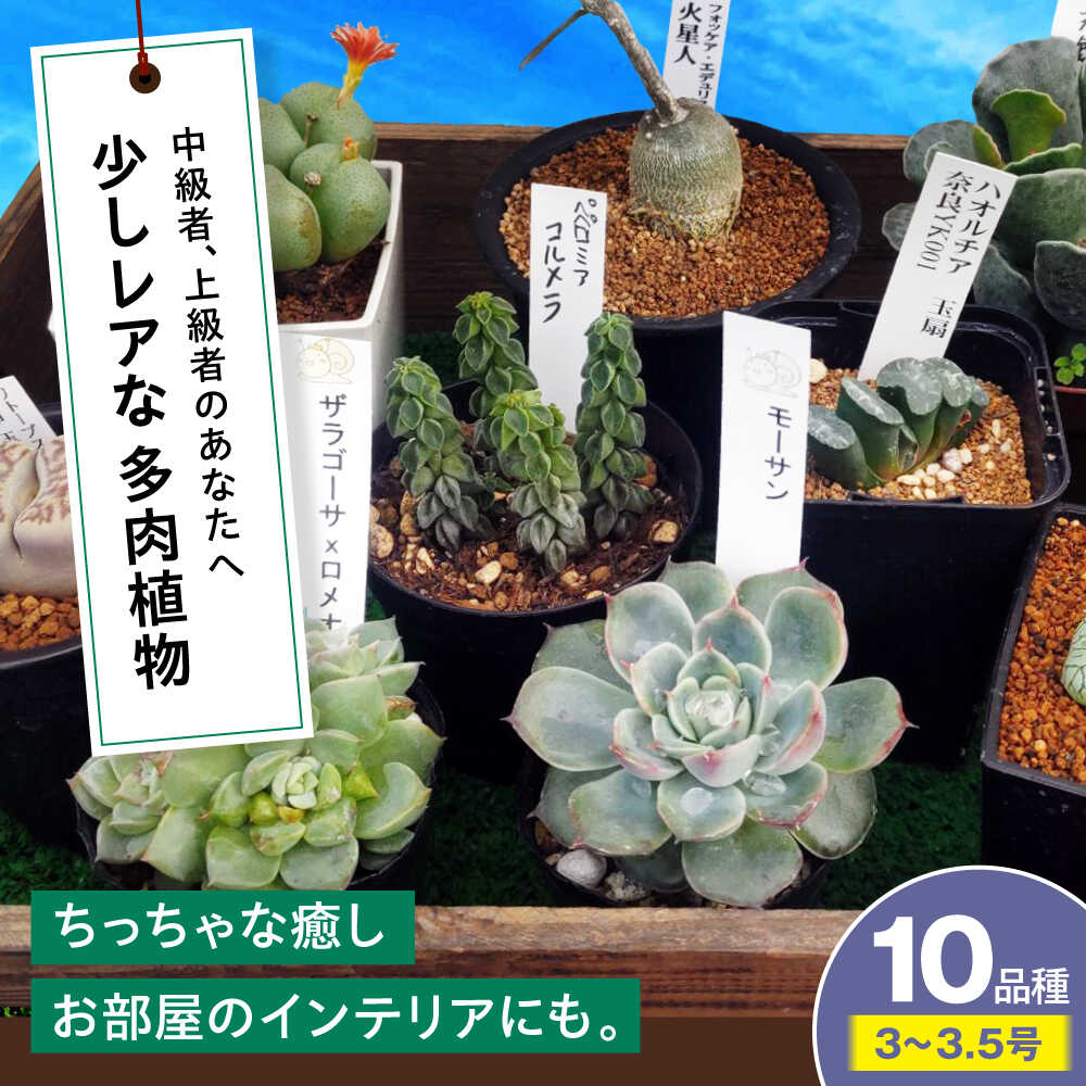 【ふるさと納税】観葉植物【多肉植物】 少しレアな10品種10鉢セット 植物 レア セット 珍しい 多肉植物 レア 中級者 上級者 多肉ポット 玄関 インテリア オフィス 癒し おしゃれ かわいい グリーン 多肉 セット 鉢 鉢花 植物 室内 三次市/園芸王国パスタイム[APCJ004]