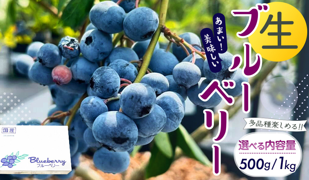 
            《 選べる 内容量 》【2025年6月下旬から発送開始】 茨城県産 生 ブルーベリー 500g 1kg 多品種 果実 果物 くだもの フルーツ おやつ ブルーベリー ベリー ジャム 小分け[DZ001sa00]
          