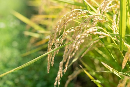 【令和8年産先行予約】【定期便12ヶ月】殿やの「はえぬき 無洗米」 5kg×12ヶ月 山形県鶴岡市産　K-861