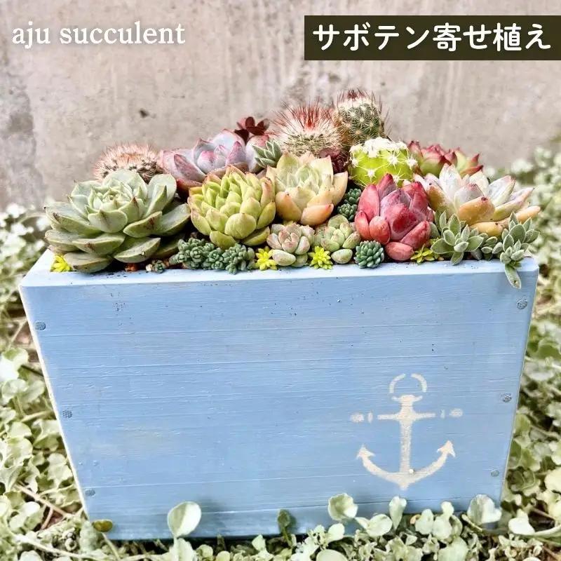 多肉植物の寄せ植えアレンジ ちびサボテン入り ／ aju succulent 植物 インテリア ガーデニング 15種 そのまま飾れる プレゼント ギフト 奈良県 葛城市【ajus011】
