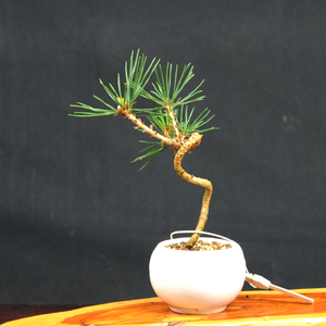 赤石の泉 黒松（鉢植え） S-18【現品限り】【配送地限定】