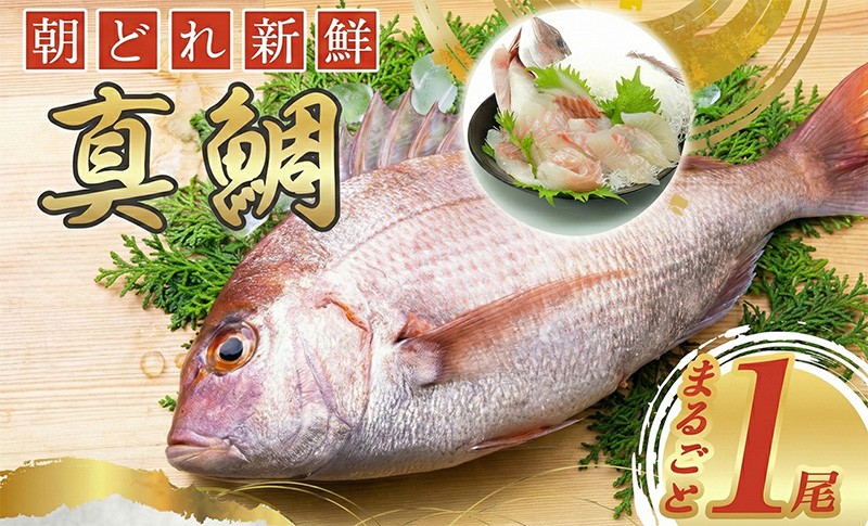 
                  真鯛 タイ 1尾分 まるごと 鯛 タイ たい tai マダイ まだい 養殖 お祝い 刺し身 刺身 お刺身 鯛めし 鯛茶漬け 鯛しゃぶ 塩焼き 煮付け 焼き物 アレンジ 冷蔵 新鮮 産地直送 三重県 南伊勢 伊勢 志摩 城水産 内蔵処理済み 8000円 8千円
                