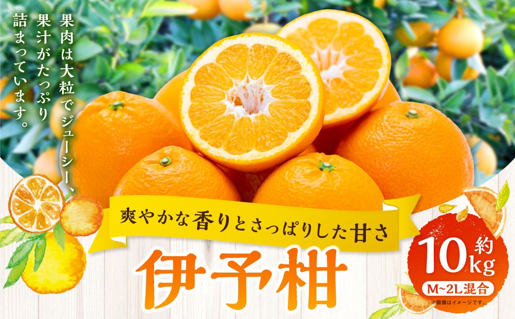 
                  【 爽やかな香りとさっぱり甘さ 】 伊予柑 約10kg みかん ミカン 柑橘 柑橘系 柑橘類 くだもの 果物 フルーツ 果実 果汁 果肉 国産 愛媛県産 【 2027年1月上旬～2月下旬発送予定 】 ( 1083 )
                