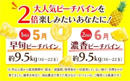 定期便 2ヶ月 絶品ピーチパイン 約9.5kg 【P-SOU/P】2026年 先行予約 ★たっぷり大家族サイズ★ 西表島 初エコファーマー認定 パイン 果物 フルーツ 2回 お楽しみ【036-a009