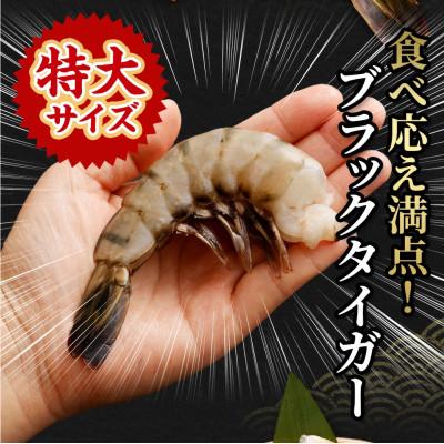 ふるさと納税 阪南市 特大 ブラックタイガー 無頭えび 15尾570g前後 |  | 01