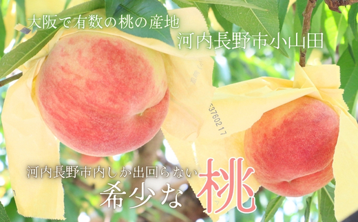 <2026年7月中旬頃から順次発送>小山田の桃(9~12個)モモ 桃 もも ※発送前の注意事項を十分ご確認ください※|こだわりの逸品 地域特産品 ギフト 自分用 人気 おすすめ_イメージ3