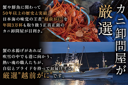 越前がに(オス)大サイズ　800g以上× 1杯 越前ガニ　冷蔵
