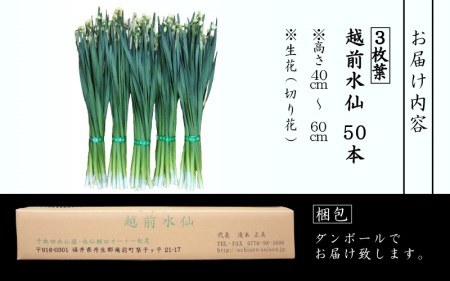 【先行予約】 お花 ギフト 越前水仙 3枚葉 高さ40～60cm × 50本（生花・切花）ご贈答用にも大変喜ばれます【花 水仙 福井県産】 【2024年12月上旬以降順次発送】 [e39-a017]