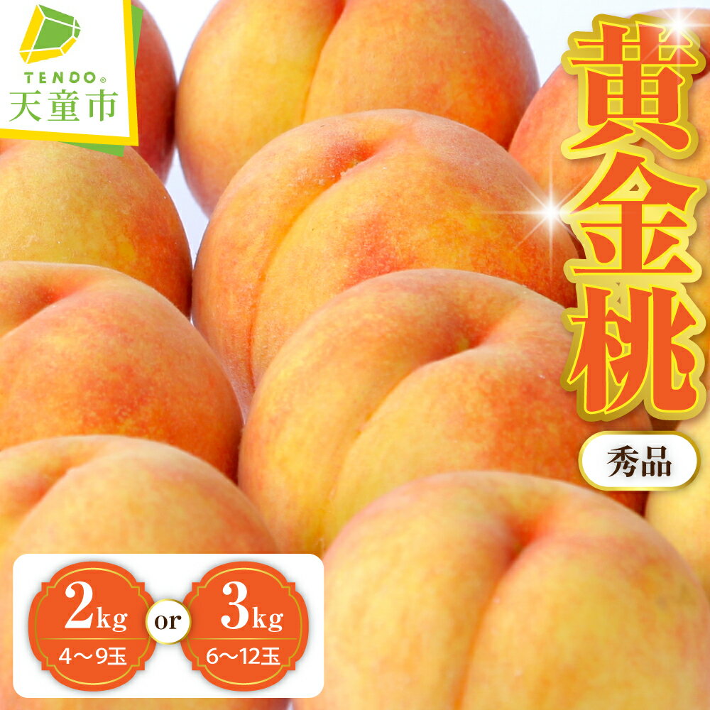 【ふるさと納税】もも ( 黄金桃 ) 選べる 2kg / 3kg 秀品 令和8年産 先行予約 2026年 桃 黄色 人気 おすすめ フルーツ 果物 くだもの 山形 お取り寄せ 産地直送 送料無料 【 山形県 天童市 】