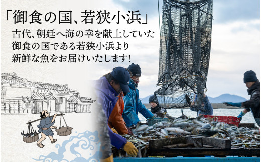 御食の国 若狭小浜より！獲れたて鮮魚BOX｜4〜5kg 4〜7種  【配送不可地域：北海道、北東北（秋田、青森、岩手）、九州、沖縄、離島】  [BFAA060] 