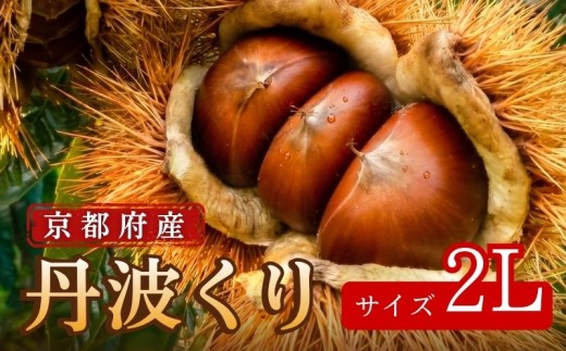 【先行予約】2026年度産 京都府産 丹波くり 1kg 2Lサイズ 栗 大粒 秋 旬 味覚 くり 国産 丹波ぐり 丹波くり 生栗 生ぐり 和栗 生くり 京都 京都府 JA JA京都 丹波栗