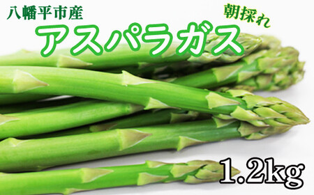 	甘い！ 朝採れ グリーンアスパラガス 1.2kg（200g×6束） ／ 産地直送 農家直送 アスパラ 野菜 【田村和大】 