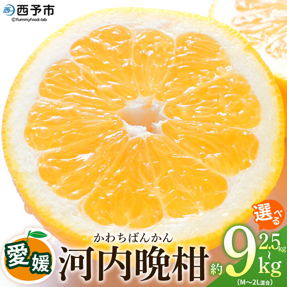 【ふるさと納税】＜愛媛県産 河内晩柑 約2.5kg／4.5kg／9kg（M～2L）＞ 柑橘 みかん 選べる フルーツ 和製グレープフルーツ ジューシー 初夏 旬 サイズ混合 西宇和 国産 さっぱり 甘い 農園オレンジとムラサキ 西予市【常温】『2026年4月～7月迄に順次出荷』