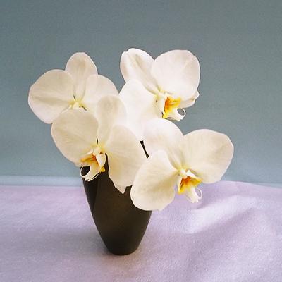 ふるさと納税 糸田町 胡蝶蘭切り花20束 80輪セット |  | 01