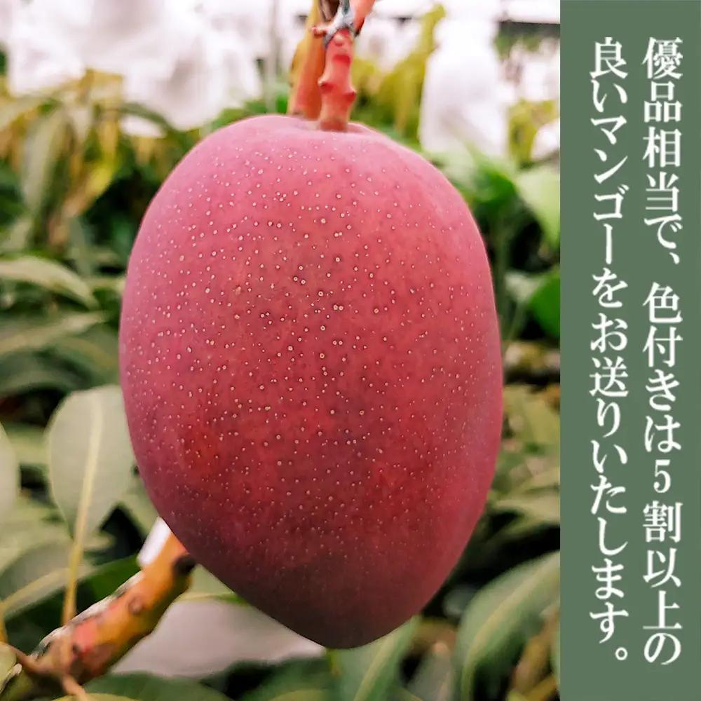 2027年発送【75マンゴー生産部会】 75（名護）マンゴー　約2kg