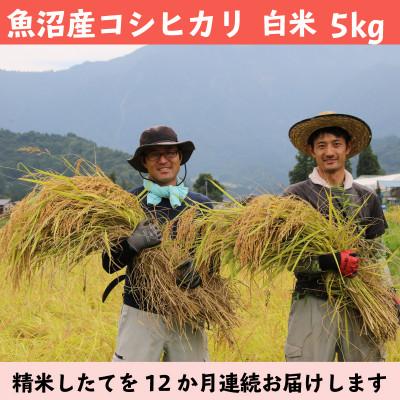 ふるさと納税 南魚沼市 【毎月定期便】南魚沼産コシヒカリ 白米 5kg【栽培期間中農薬を減らして作ったお米】全12回