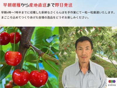 さくらんぼ（品種おまかせ）５００ｇ以上　秀品以上　0079-2607