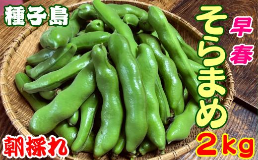 
            【 先行予約 】 種子島 早春 そらまめ 農園のむさん 2kg　NFN299【350pt】
          