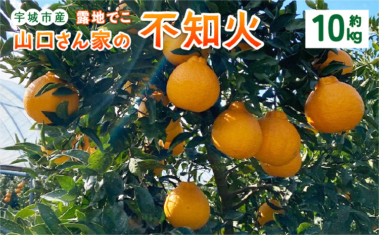 【先行予約】山口さん家の露地でこ不知火 約10kg L〜3L 大小混合【2027年2月上旬-3月下旬発送予定】柑橘 果物 フルーツ