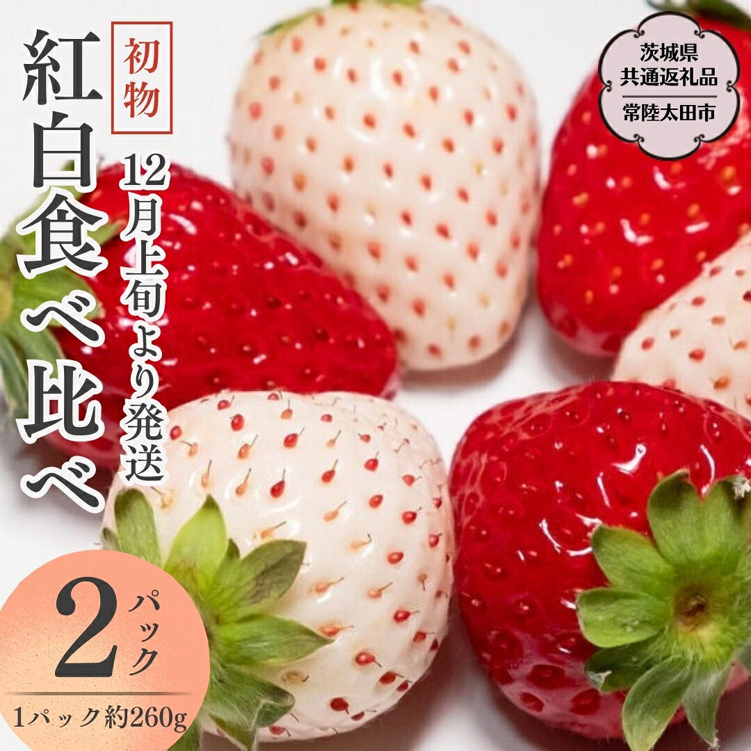 【ふるさと納税】《 先行予約 》朝摘み 初物 紅白いちご 約260g×2パック (茨城県共通返礼品 常陸太田市) 先行予約 檜山いちご園 国産 朝採り 朝採れ 大粒 いちご イチゴ 苺 くだもの 果物 フルーツ 冬 春 旬 [DY017sa]