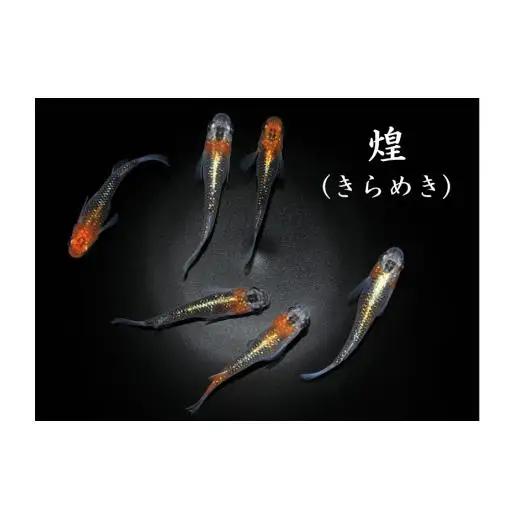 メダカ「煌（きらめき）」3ペア