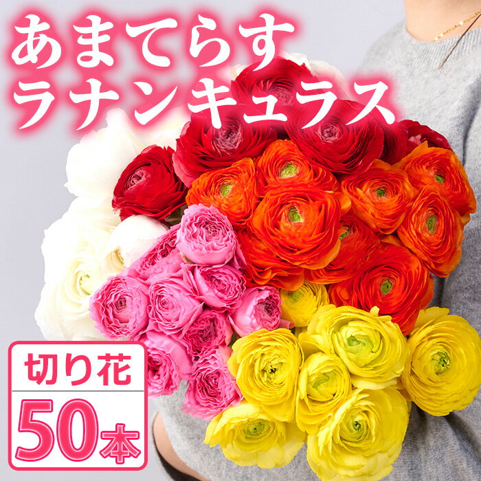 【ふるさと納税】＜先行予約受付中！2026年1月下旬～3月上旬頃に発送＞あまてらすラナンキュラス (50本)花 生花 フラワー 切り花 業務用 贈り物 期間限定【NK011】【宮崎県農業協同組合　高千穂地区本部】