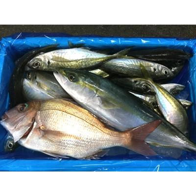 ふるさと納税 御坊市 御坊産　鮮魚セット　約5kg | 