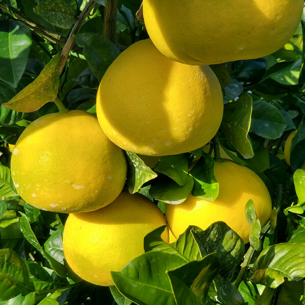 【ふるさと納税】 山慶果樹園 土佐文旦 10kg 贈答用 文旦 ぶんたん ブンタン 柑橘 かんきつ フルーツ 果物 みかん 高知県産 特産品 名産品 ギフト 贈り物 お歳暮 お中元 季節限定 旬 産地直送 農家直送 甘酸っぱい ジューシー ビタミンC 宿毛市 高知市